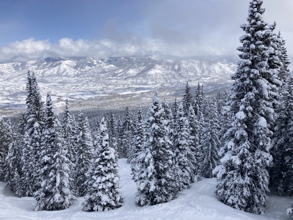 Snowmass Trees Photo By Jonny